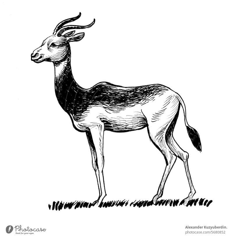 Antelope animal. Ink black and white drawing antelope fauna wildlife art artwork sketch ink