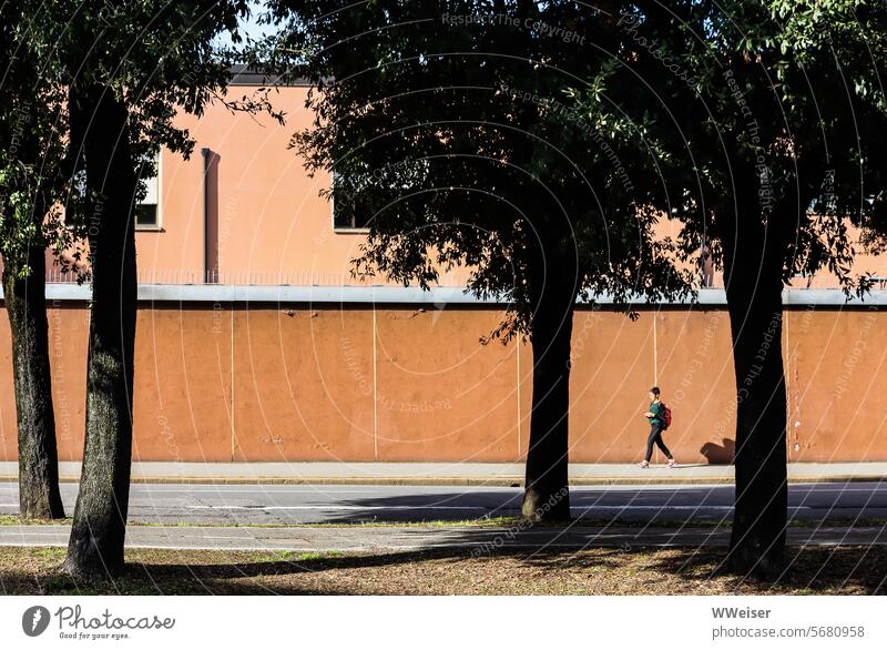 A street with trees, a sunny wall and a little passer-by Street Transport Sun Sunlight Wall (barrier) Light Afternoon warm Mediterranean South Urlaib Passer-by