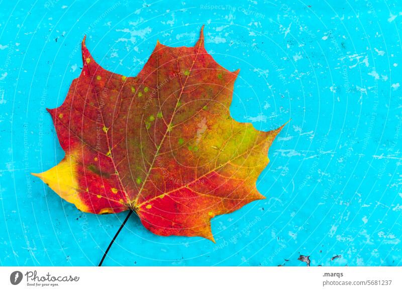 Leaf on turquoise Maple leaf Maple tree Autumn Autumnal Multicoloured Red Orange Yellow naturally Nature Close-up Autumnal colours Autumn leaves Environment