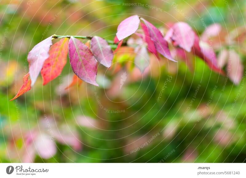 . spindle bush Euonymus verrucosus Leaf Red Spring Plant Nature Twig Green Growth Hang Environment colourful