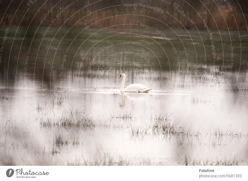 A swan swims its course in a flooded meadow. I secretly watch it through the foliage, in which I have found a gap to take a photo. Swan Water Bird Animal Nature