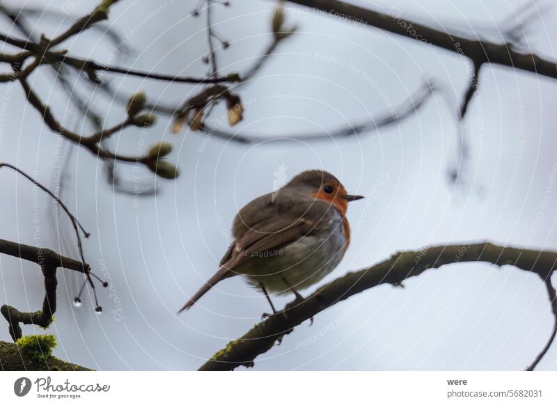 A robin sits on the branches of a tree on a rainy day and sings Bird of the Year 2021 Erithacus rubecula European robin Robin Songbird Thor animal christmas