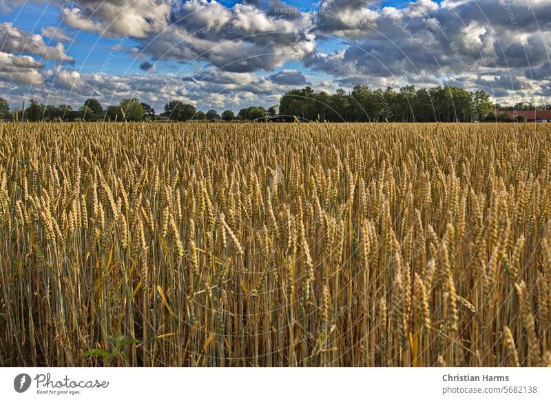 Cereal field in late summer. Cloudy sky with sunshine over a wheat field. Field Wheat Acherbau Landscape Agriculture Sky Clouds in the sky Harvest Sunlight