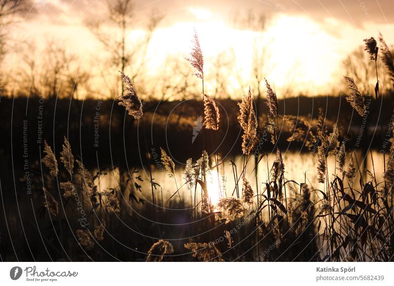 Reed grass at the golden hour Common Reed reed reed grass golden light Lake bank Nature Body of water