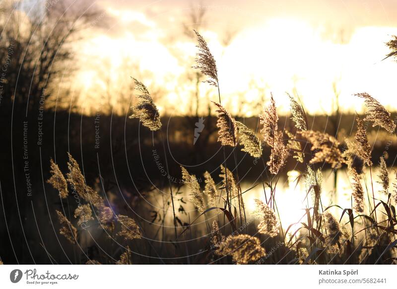 Reed grass at the golden hour Common Reed reed reed grass golden light Lake bank Nature