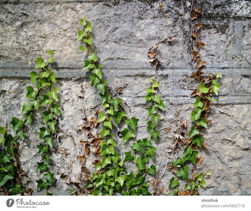 Ivy grows up the wall Wall (barrier) wax plants Weed Building Wall (building) Facade Green Plant Growth Tendril Leaf Nature House (Residential Structure)