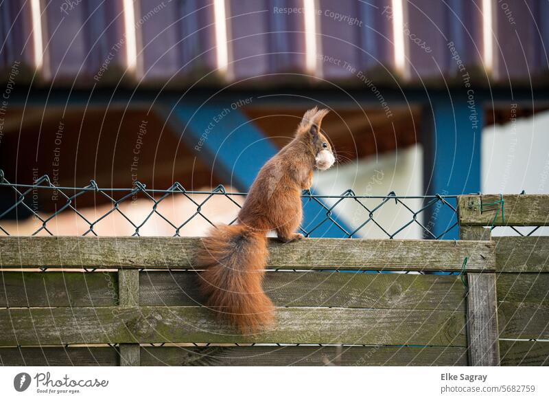 Squirrel peers over the fence with cage material in its mouth Animal Nature Cute Pelt Tree Forest sciurus vulgaris Rodent Head Looking Exterior shot Ear