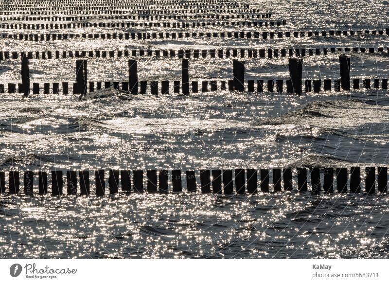 The sun is reflected in the Baltic Sea, in which there are rows of groynes Ocean Water stakes series lines Monochrome Abstract sparkle reflection Sun Light