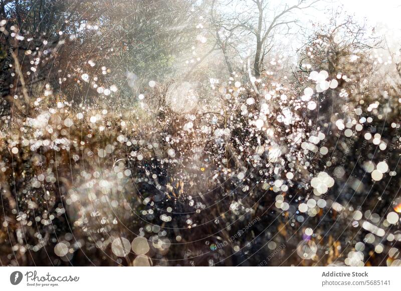 Enchanted morning dew glistens in an oak forest sunlight glow magical branches leaves web intricate filter dense enchanted woodland nature natural beauty