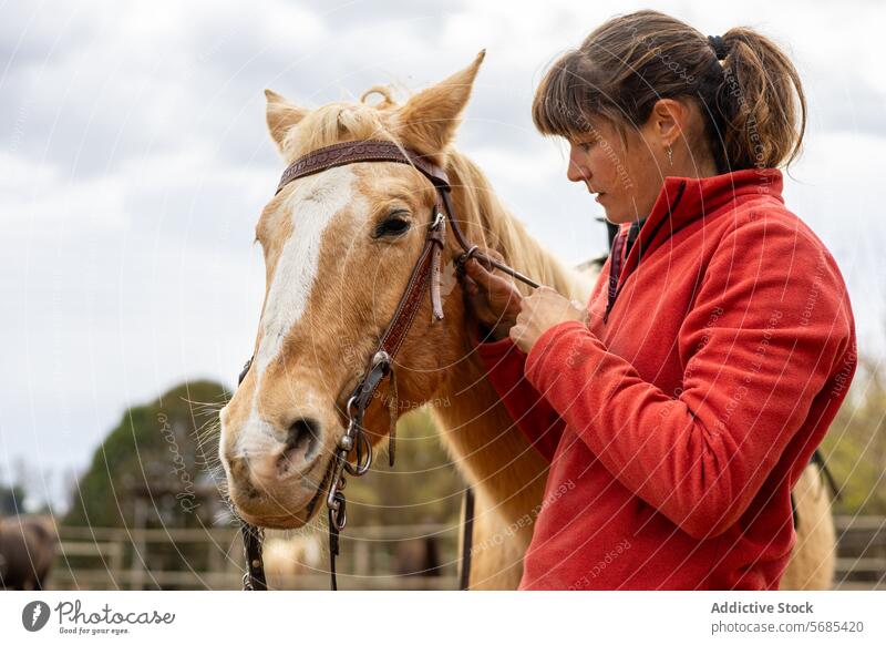 Woman preparing her horse to ride it adult animal beautiful bridle brown care caucasian closeup competition dressage equestrian equine equipment equitation farm