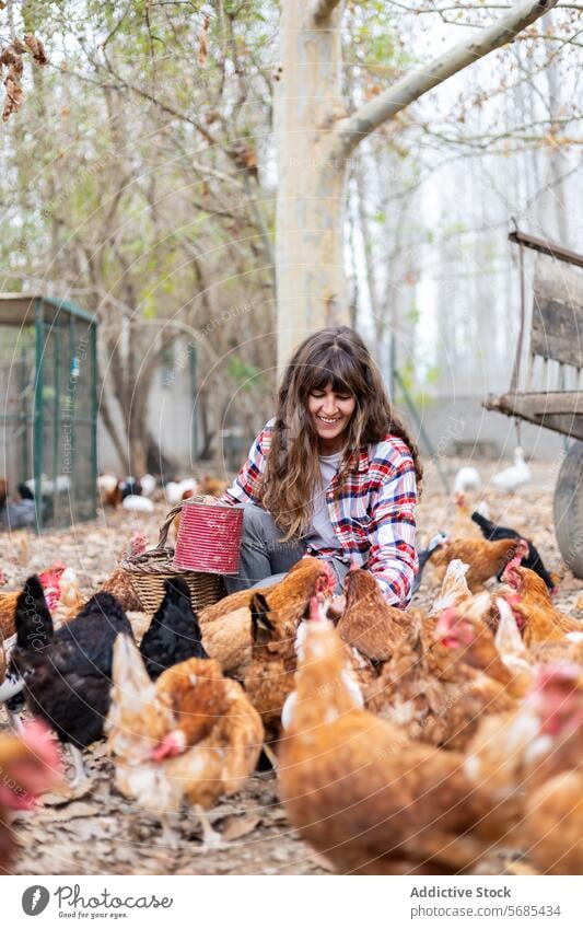 Farmer woman feeding chickens on a rural farm outdoors adult agriculture animal backyard beak bird breeding brown care caucasian cereal corn country countryside