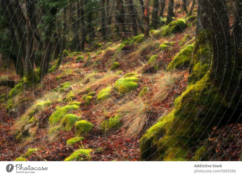 Enchanting forest floor with moss-covered rocks green leaf litter nature tranquil scenery woodland landscape mossy earth vibrant natural environment peaceful