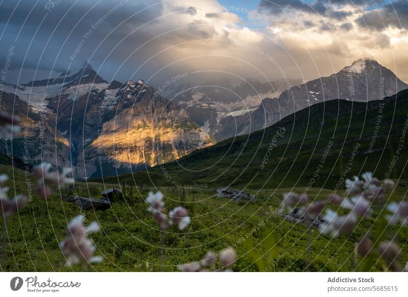 Majestic sunset over Swiss Alps with foreground flowers swiss alps mountain golden light rugged peaks serene delicate flowers nature landscape alpine