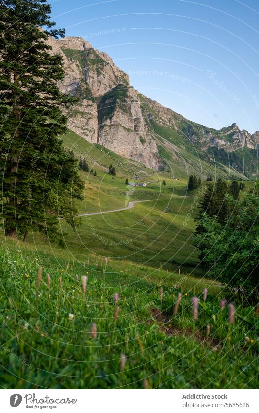 Scenic Summer View of Appenzell Hills appenzell summer scenic view greenery rolling hills mountain backdrop clear sky nature landscape switzerland outdoors