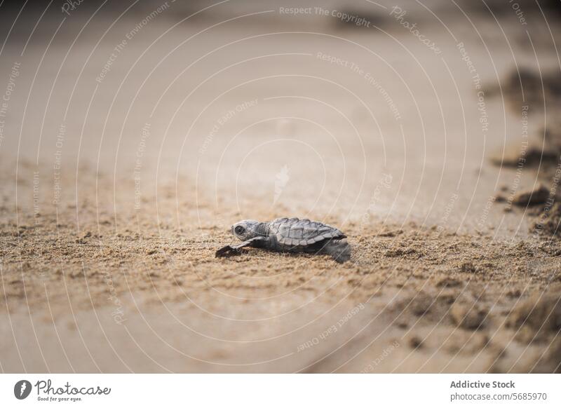 Baby green turtle making its way to the sea baby turtle hatchling sea turtle beach sand crawl ocean journey wildlife nature conservation marine life reptile