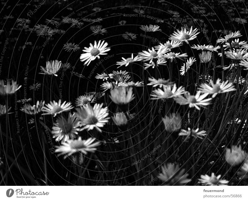 Spring fever in black and white Daisy Blossom Flower Meadow Summer Grass Black & white photo bloom