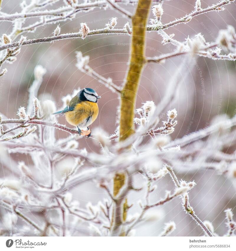 badminton magnolia Branches and twigs winter Environment Tit mouse Winter's day Wintertime Winter Silence Small Songbirds Winter mood Animal portrait pretty