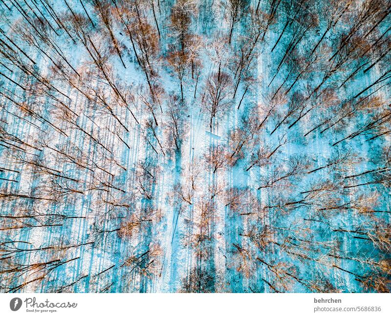 from above Winter Forest Snow Environment Landscape trees Frost winter landscape Cold chill Freeze Frozen Exterior shot Weather Seasons Hoar frost Winter forest
