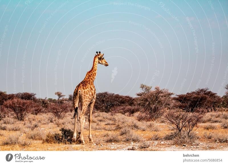 always keeping the overview etosha national park Etosha Wild Africa Namibia Freedom Wanderlust Colour photo Vacation & Travel Landscape Adventure Nature