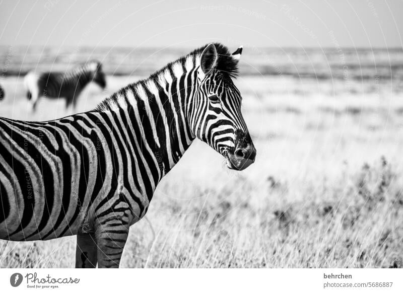 smile in black and white Animal portrait Fantastic Exceptional Zebra Wild animal Grass Nature Safari Freedom Far-off places Adventure Vacation & Travel