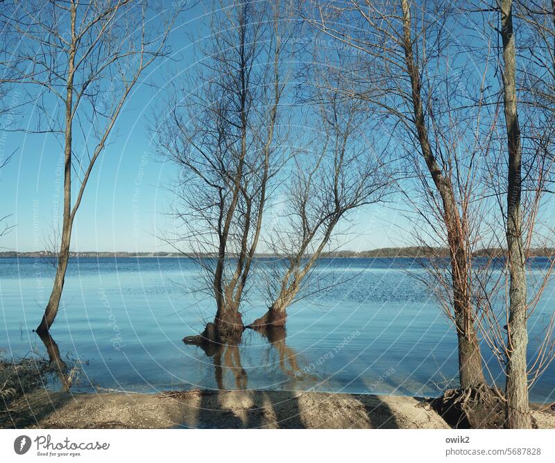 aquatic plants Deluge flooded Surface of water High tide twigs land under wet feet branches Spring Horizon Sky Reflection Exterior shot Lakeside Deserted