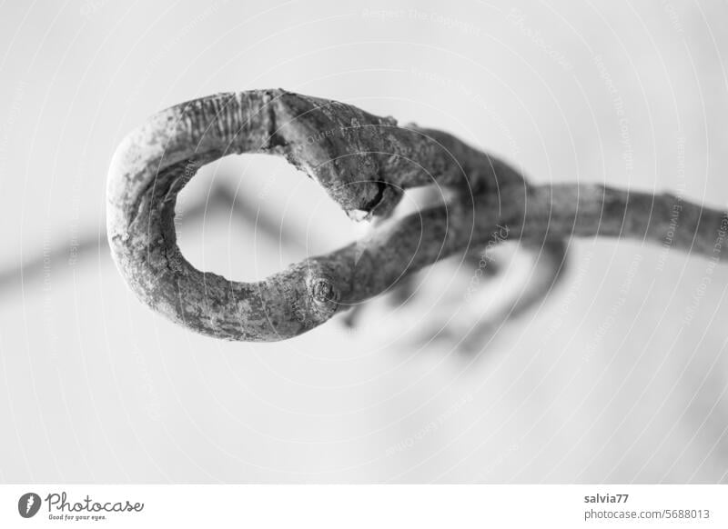 Waiting loop | artfully grown branch of a corkscrew willow Twig Branch Nature Warped artistic Black & white photo white background Exceptional Bow flexed