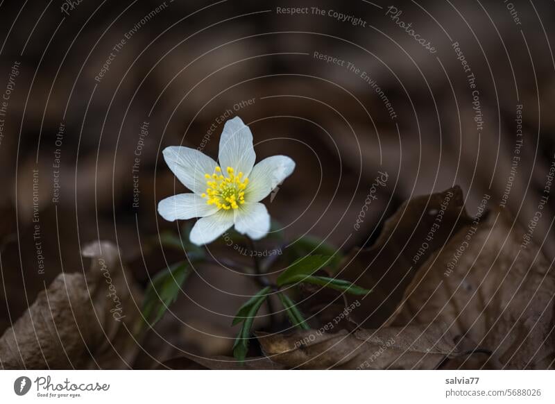 Herald of spring in the forest, the wood anemone Wood anemone forest anemone Spring Flower Nature Plant Close-up White Shallow depth of field Forest Blossom