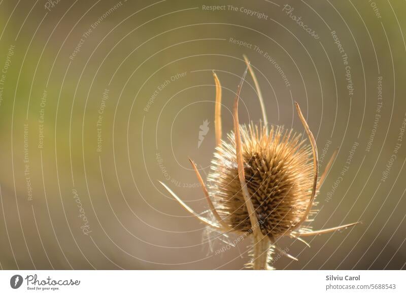 Closeup of brown wild teasel seeds with blurred background season thorn macro autumn flora dry thistle nature plant field grass green summer flower sharp dried