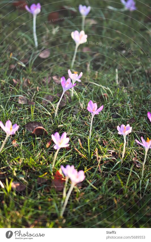 In the spring sun Crocus spring awakening heralds of spring crocus flowers Spring Crocuses spring sunny day Spring flowering plant purple spring blossoms