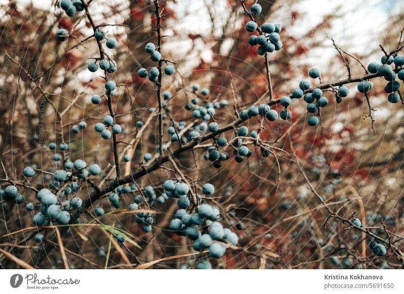 Wild acid ripe sloe - Prunus spinosa in autumn nature. Botany, plants concept. berry blue branch food fruit natural blackthorn bush organic fresh green prunus
