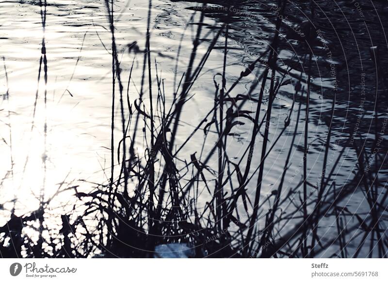 Riverbank in winter River bank Floodplain Aue floodplain Little river Brook Flow running water water circles Water reed reed grass Common Reed grasses Gray