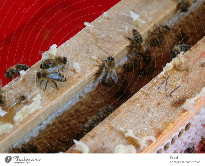 bine Bee Honey-comb Beehive Bee-keeper Transport beeswax