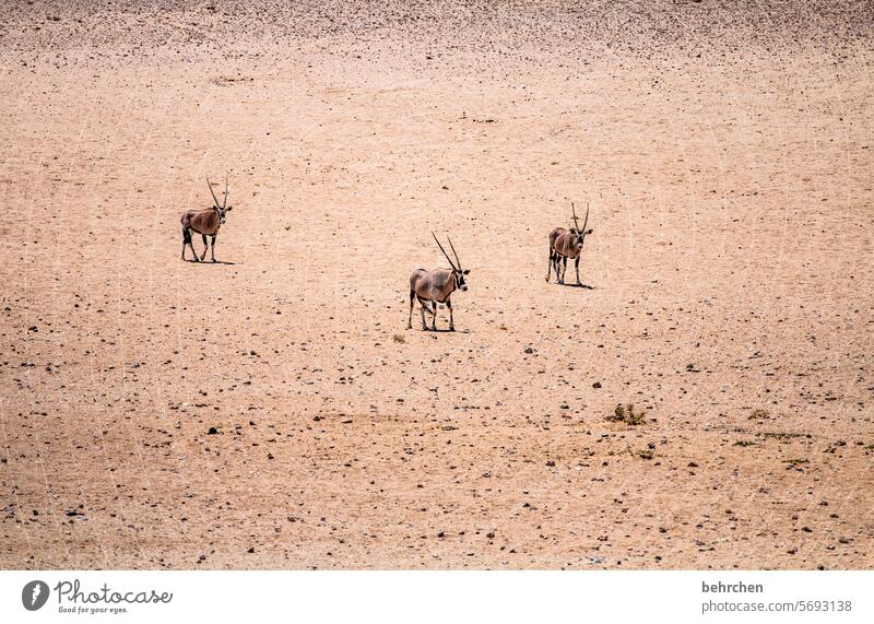 three skewers aridity Antelope Oryx Drought Climate change Dry especially Impressive Warmth Vacation & Travel Nature Freedom Adventure Loneliness Colour photo