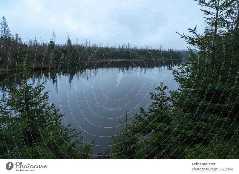 Oderteich in the Harz Mountains Reservoir Dam stakes Autumn orpond Haze Landscape Winter Fog