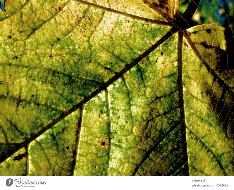 leaf structure Leaf Green Yellow Pattern Vessel Autumn Nature Structures and shapes Detail