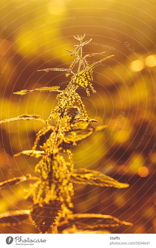 Backlight | common nettle | gilded © Stinging nettle Wild plant weed Weed Tea plants gold-plated medicinal herb salubriously medicinal plant Nettle branch