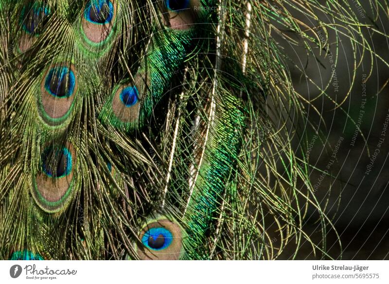 peacock feathers coloured feathers Peacock Peacock feather Feather Bird Animal Colour photo Pride Conceited Blue Multicoloured Green Gold Dazzling Close-up Zoo