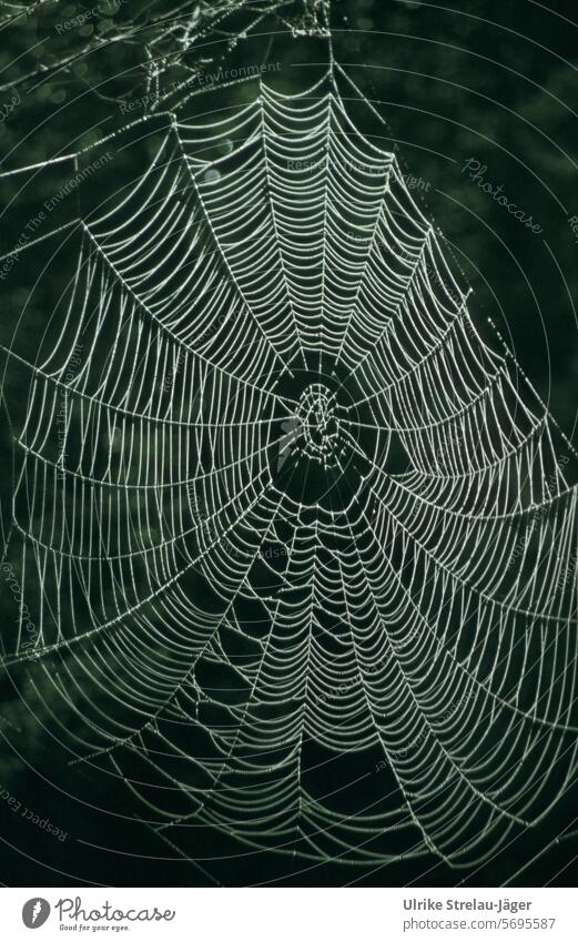 Spider's web with dewdrops against a dark green background Net Dew dew drops Dark green Drops of water Close-up Wet Nature Detail naturally Morning Damp