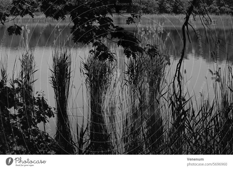 Analog black and white photograph, reeds on the shore of a small lake Analogue photo analogue photography analog photography analog image Analogue picture