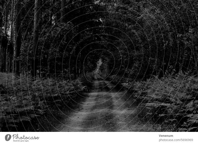 Analog black and white photography, forest path in summer, ferns on the edge of the path Analogue photo analogue photography analog photography analog image