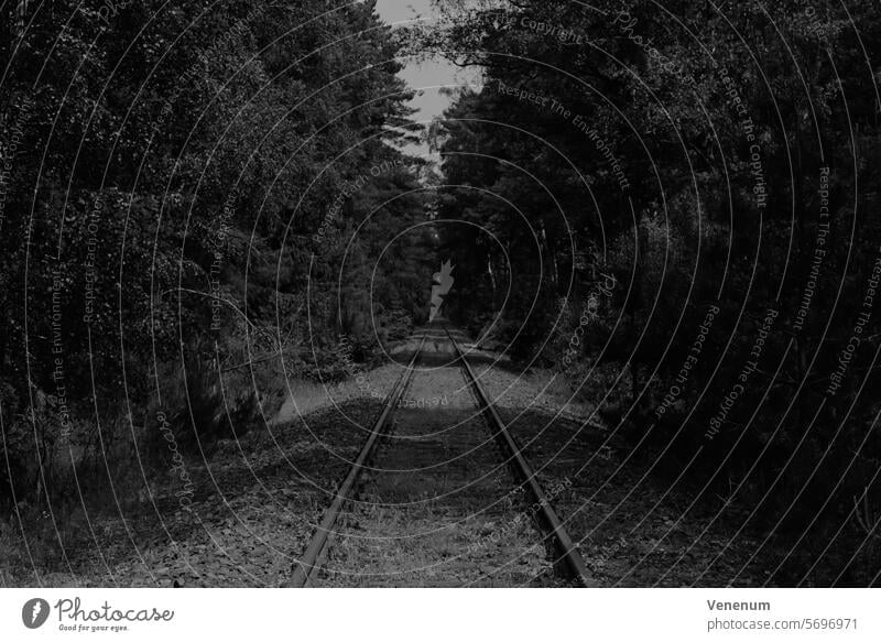 Analog black and white photograph, old unused railroad tracks in a forest in Teltow Fläming near Luckenwalde Analogue photo analogue photography