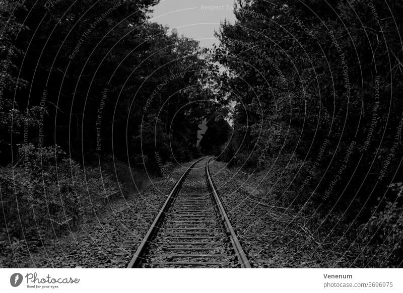 Analog black and white photograph, old unused railroad tracks in a forest in Teltow Fläming near Luckenwalde Analogue photo analogue photography
