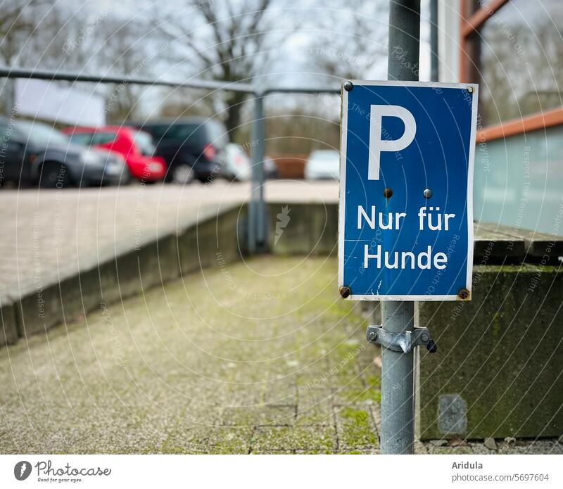 "Dog only" sign in a parking lot dogs Leash Parking Parking lot cars Car