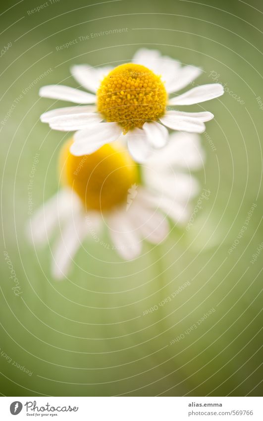 t{w}o.gether Chamomile 2 Flower Connectedness Green Nature Camomile blossom Blossom Delicate White Pure Attachment Alternative medicine naturopathic treatment