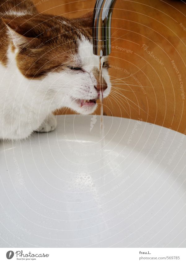 drink Animal Pet Cat 1 Drinking Cute Trust Safety Safety (feeling of) To enjoy Domestic cat Tap Sink Drops of water Pelt Red-haired Tiger skin pattern