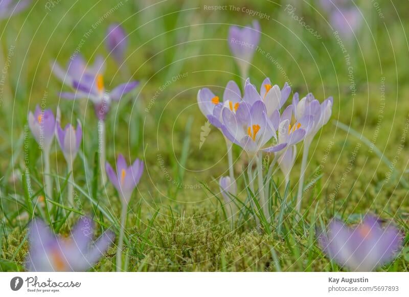 crocuses spring meadow Spring meadow Flower meadow Meadow flower Grass Blossoming Garden Field Colour photo Idyll blossom Spring crocuses in bloom Crocus