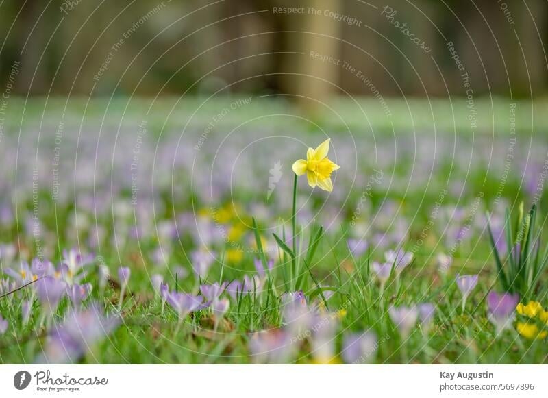 A field of blooming daffodils in spring - a Royalty Free Stock