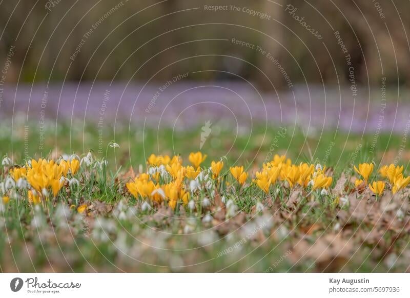 spring blossoms Spring blossom meadow blurriness Spring day heyday daylight spring feeling Nature spring awakening spring flowers Crocus Crocus vernus crocus