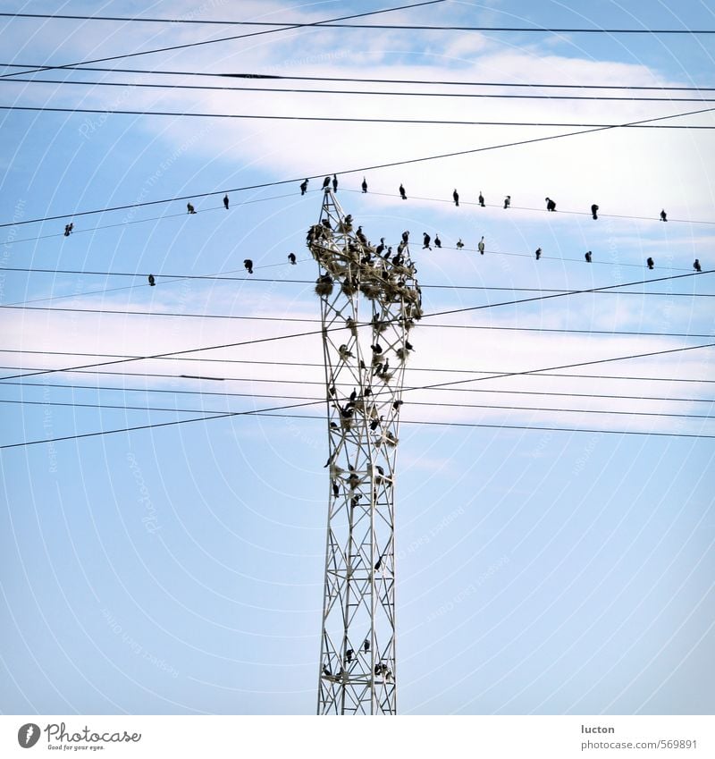Birds with nests on power pole Energy industry Electricity pylon Cable Nature Animal Sky Beautiful weather Landscape Group of animals Flock Metal Blue Gray