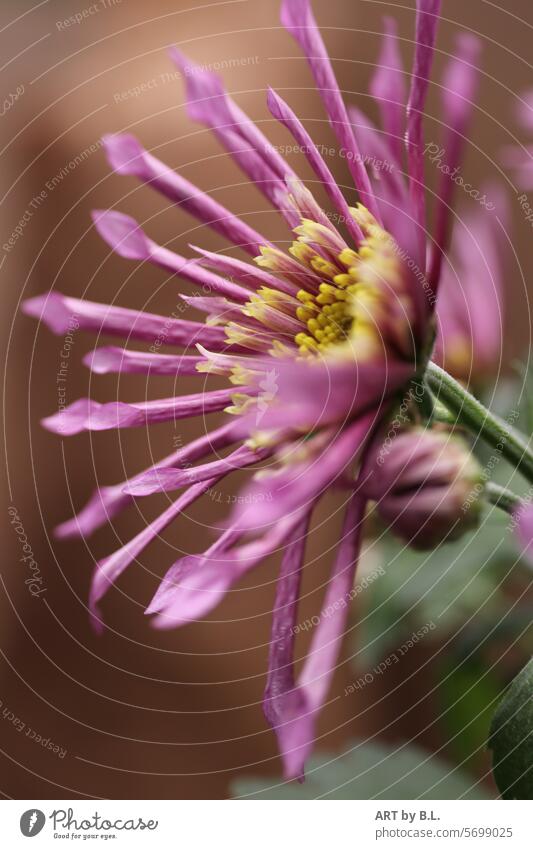 full in the picture a chrysanthemum blossoms bud flower photo purple Yellow Nature Headstrong Chrysanthemum Blossom Spring Flower flowery Close-up Season